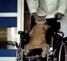 Создать мем: человек, кот, кот в коляске