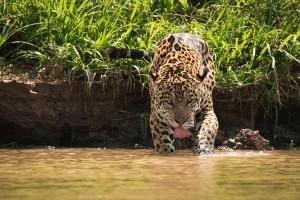 Create meme: leopard, jaguar