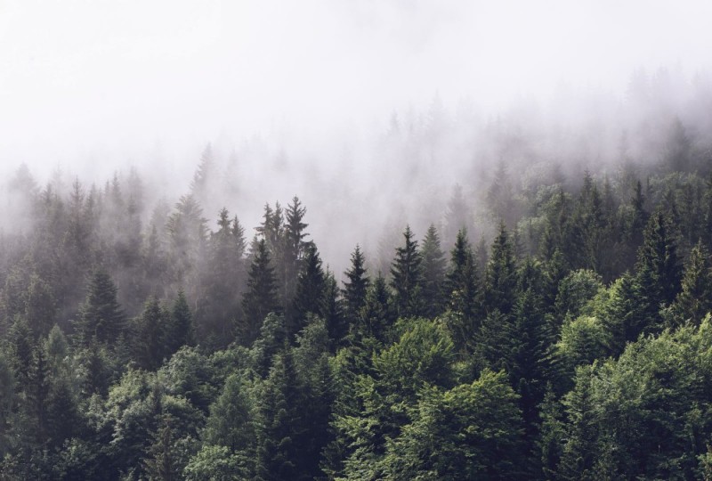 Create meme: forest in the fog, coniferous forest in fog, misty forest