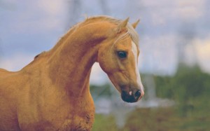 Создать мем: лошади, рыжий конь, картинки рыжих лошадей