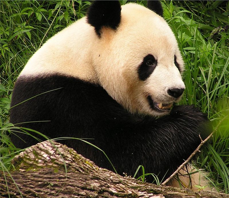 Create meme: panda bamboo, panda eats bamboo, big panda big pandas