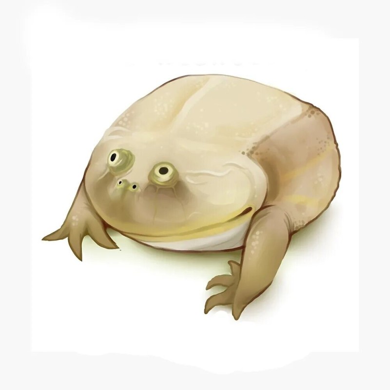 Create meme: wednesday my dudes frog, it is wednesday my dudes original, dudes toad