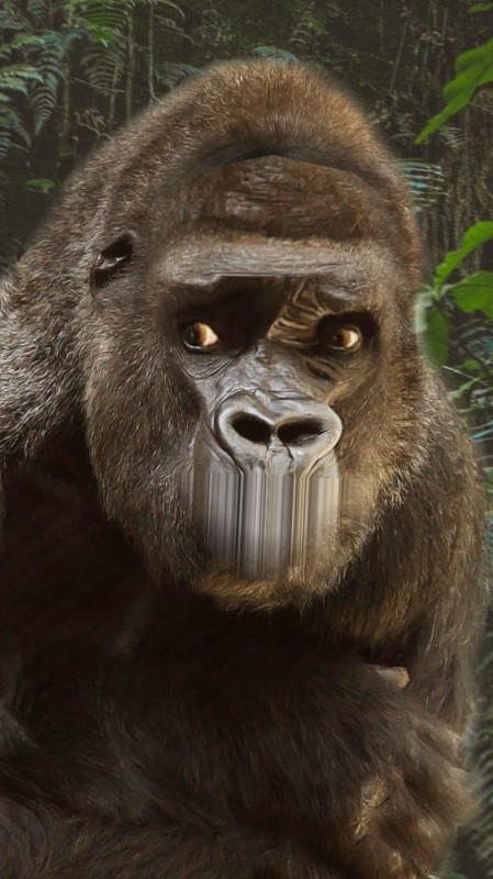 Create meme: big gorilla, gorillas, gorilla portrait