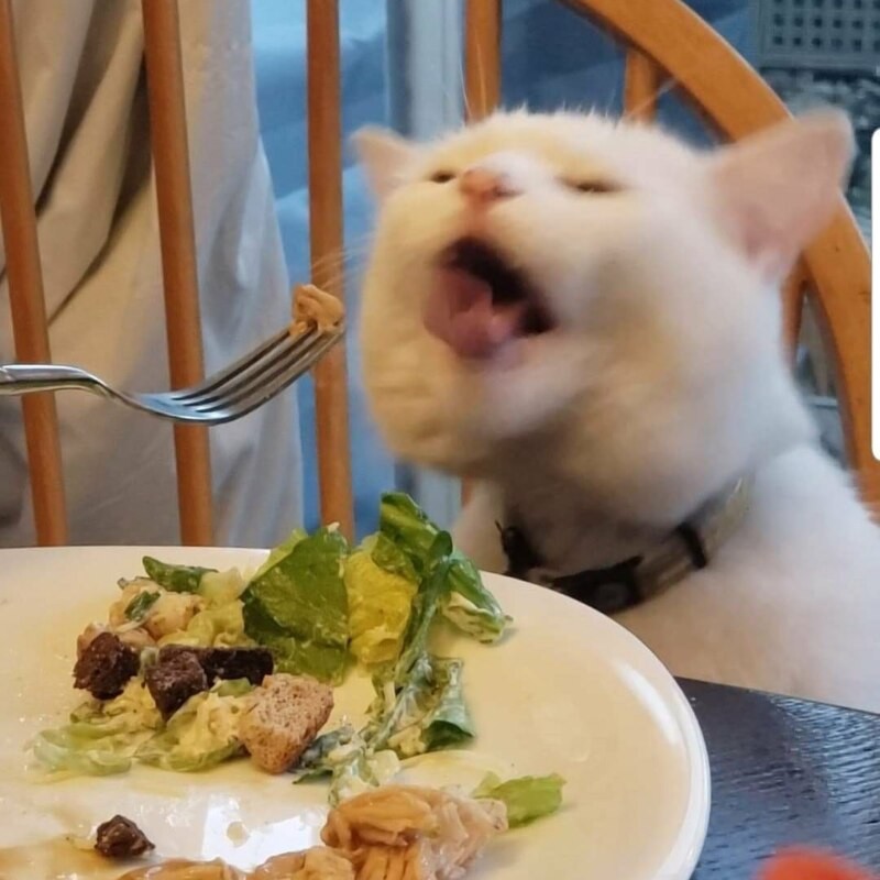 Create meme: cats at the table, the meme with the cat at the table, cat at the table 