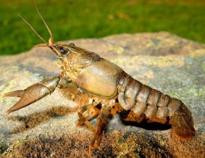 Create meme: blue crayfish, shirokopalyj crayfish, oscopy crayfish
