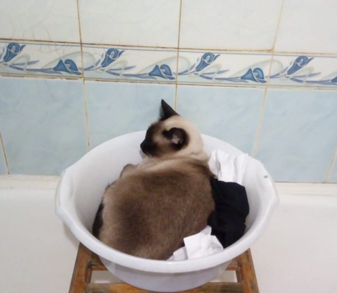 Create meme: Siamese cat, the cat in the sink , siamese cat