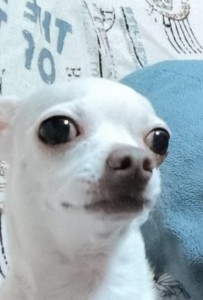 Create meme: meme Chihuahua, funny Chihuahua, Chihuahua