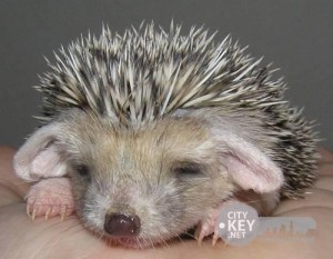 Create meme: home hedgehog, hedgehog night, the long-eared hedgehog