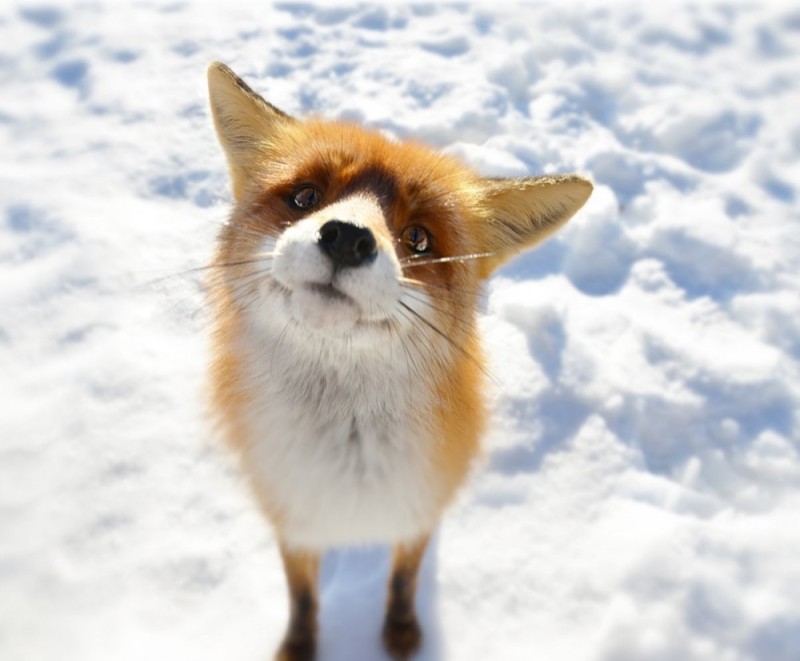 Create meme: fox joke, the fox is cunning, happy Fox