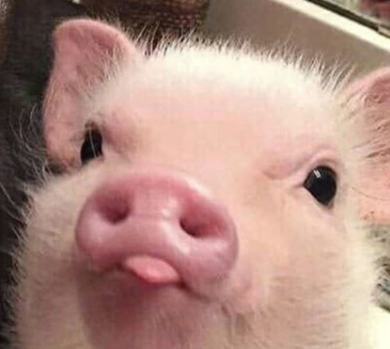 Create meme: mini piggy piggy, the pig is cute, piglet minipig