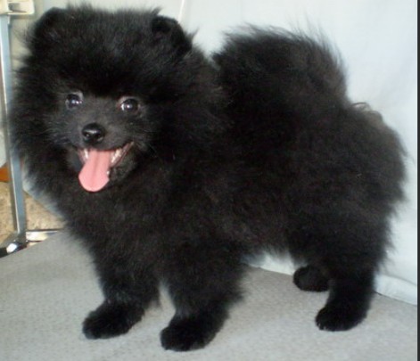 Create meme: black pomeranian, Pomeranian , pomeranian black