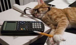 Создать мем: научный котик, работа бухгалтера, день бухгалтера