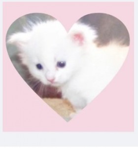 Create meme: cat, adorable kittens, cute cats