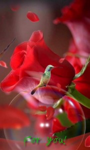 Создать мем: колибри в природе, цветы красивые розы, необычные цветы любовь