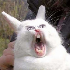 Create meme: rabbit aaaaaa, rabid rabbit, evil rabbit