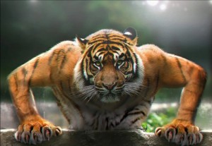 Create meme: Siberian tiger, Sumatran tiger, tiger