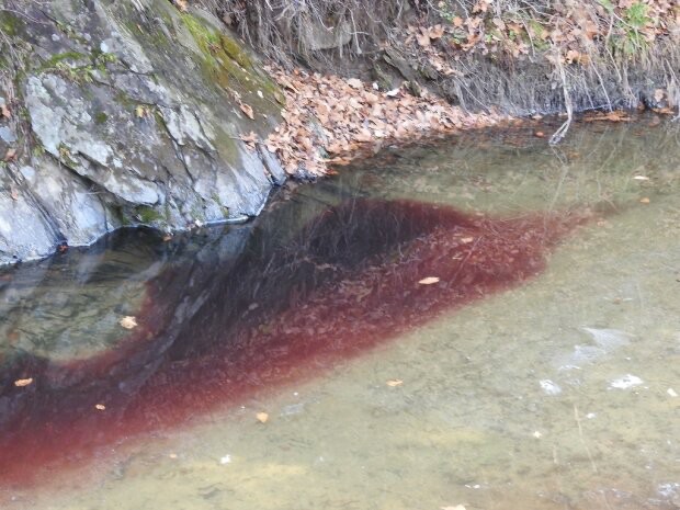 Create meme: oscillatoria rubescens, blood river, The river turned red