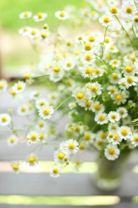 Create meme: Flowers, chamomile, Daisy flower