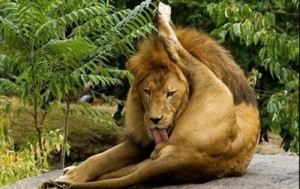 Create meme: lion king, licking, samolyk