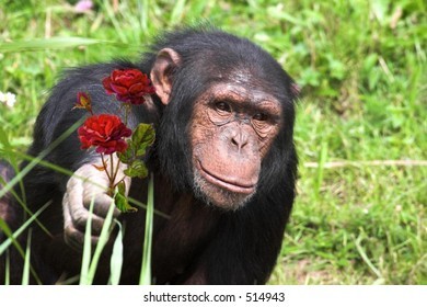 Create meme: for the monkey, chimpanzees , monkey with flowers