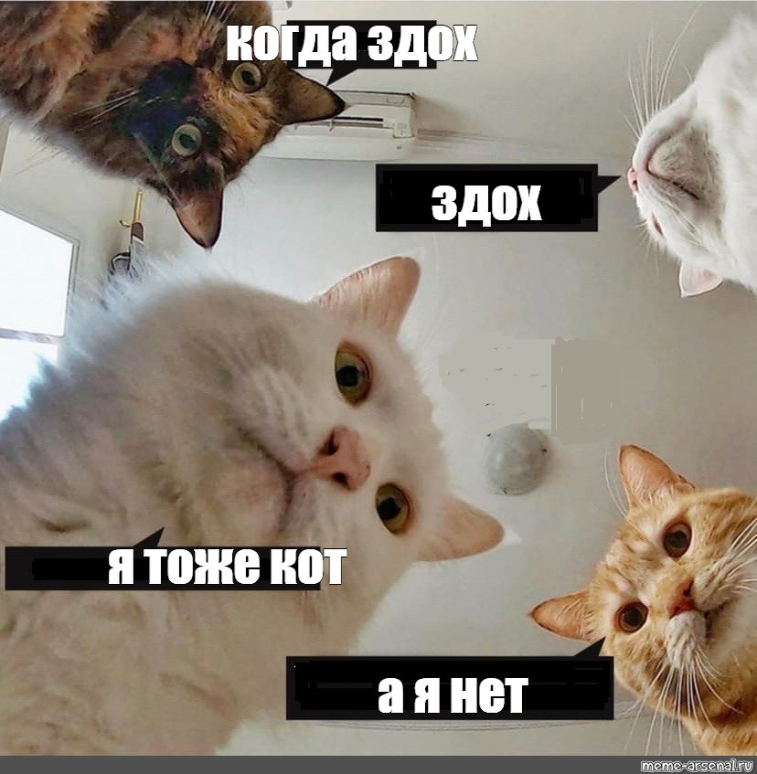 Тоже котик