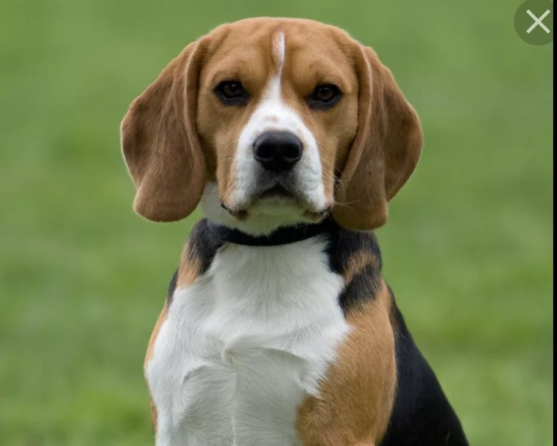 Create meme: breed beagle harrier, beagle breed of beagle, Beagle dog