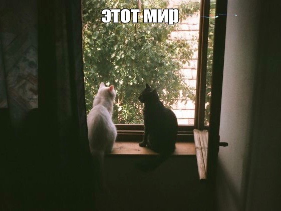 Create meme: cats , the cat on the window, cat 