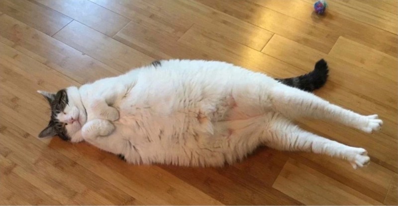 Создать мем: толстые коты, толстый котик, объевшийся кот