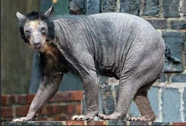 Create meme: bald himalayan bear, bald bear, bear without fur