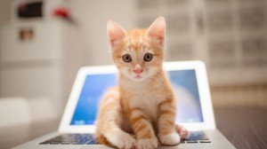 Create meme: kitties, cat, kitten redhead