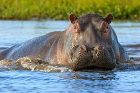 Create meme: common Hippo, Hippo, Hippo