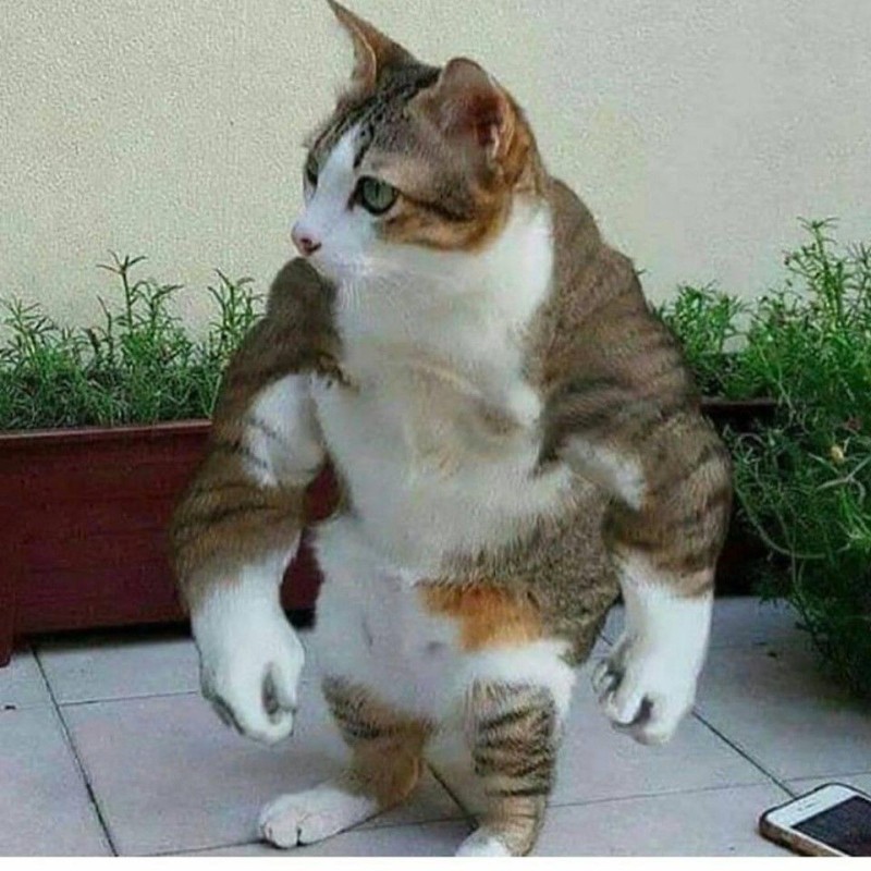 Create meme: cat without paws, fat cat , cat 