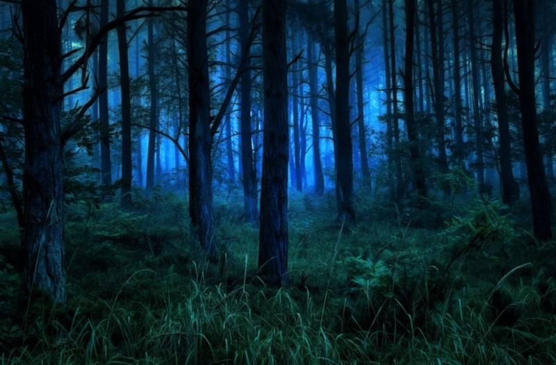 Create meme: dark forest, night forest , night in the forest
