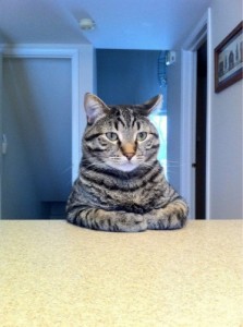 Создать мем: кошка том, a cat, кот за столом