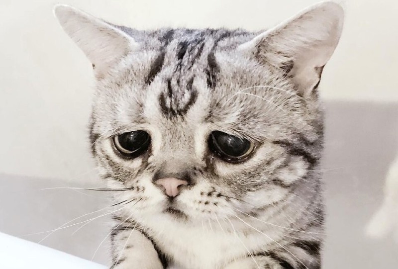 Create meme: cat sad , sad cats, a very sad kitty