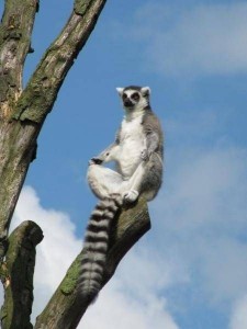 Create meme: lemur, I sbagen photo, lemur