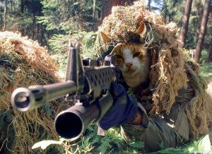 Create meme: squirrel sniper, sniper, cat sniper