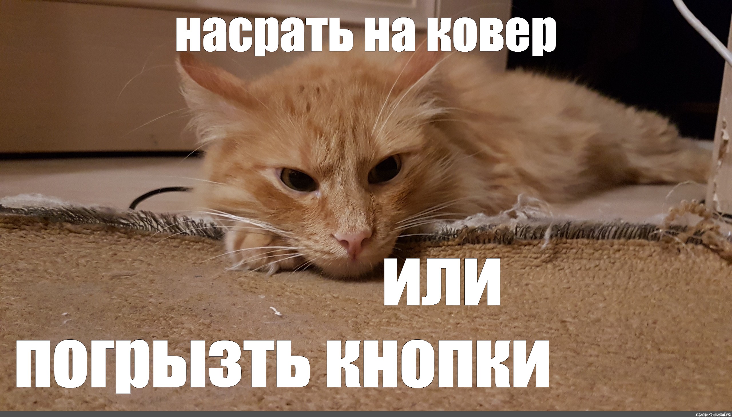 Спой милая. Коты мемы. Кот Мем. Котики приколы мемы. Неееет Мем с котом.