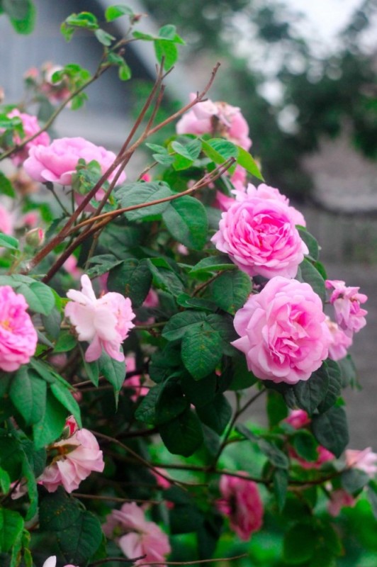 Создать мем: чайная роза, роза найтингейл куст, розовый куст