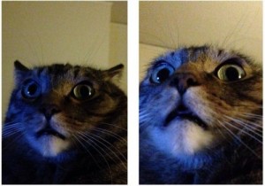 Create meme: selected humor, grumpy cat, cat funny