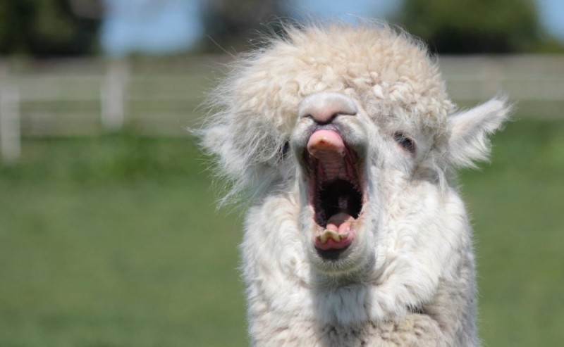 Create meme: alpaca jokes, alpaca teeth, alpaca llama