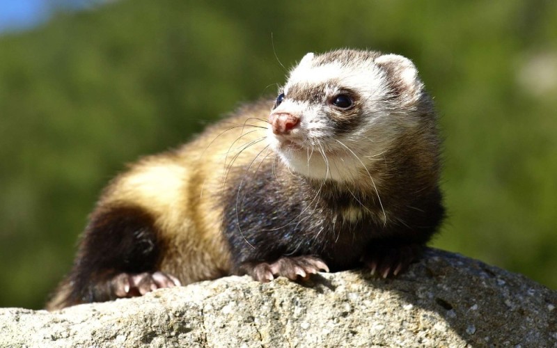 Create meme: The ferret is a rodent, ferret, forest ferret