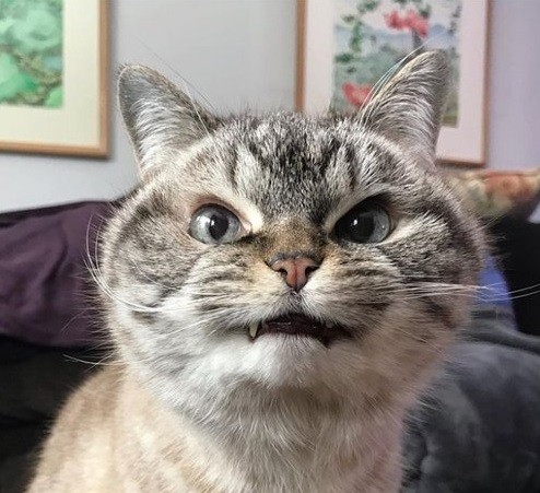 Create meme: evil cat, angry cat , funny cat faces
