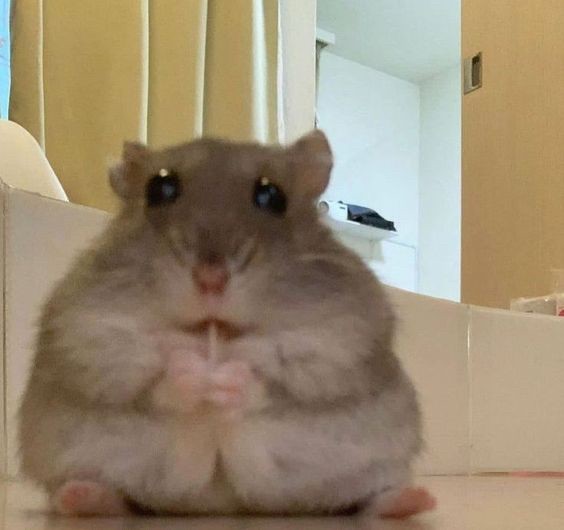 Create meme: hamster grey, a disgruntled hamster, jungarik hamster