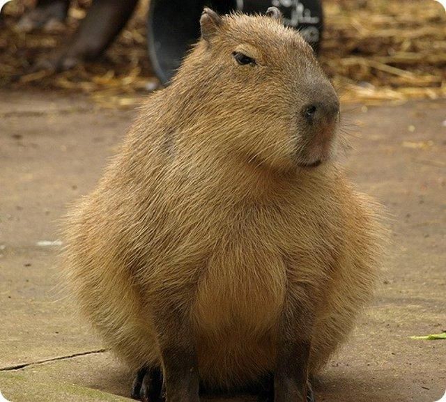 Create meme: capybara guinea pig, capybara rodent, dwarf capybara