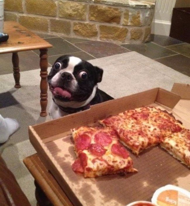 Create meme: dog Boston Terrier, pizza is big, dog and pizza