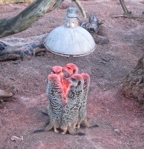 Create meme: meerkats photos, animal, meerkats warm themselves under a lamp