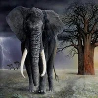 Create meme: big elephants, elephant , beautiful elephants