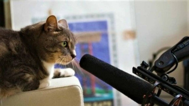 Create meme: cat with microphone , cat , kitty with a microphone