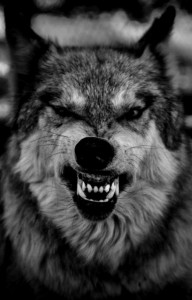 Create meme: bad wolf, evil wolf grin, the grin of a wolf